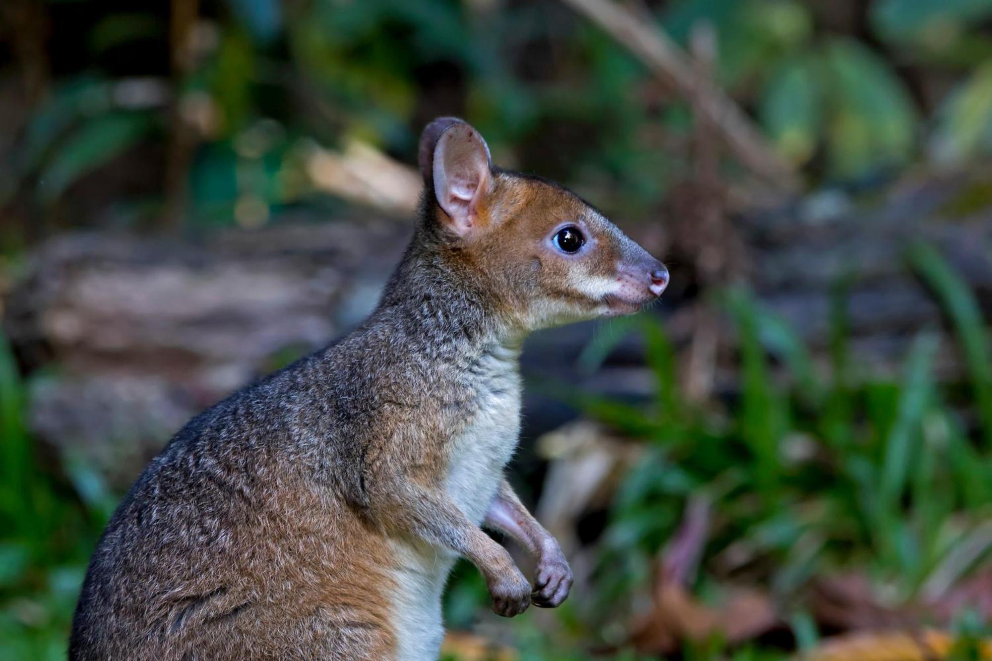 Chambers Wildlife Rainforest Lodges Lake Eacham Exterior foto