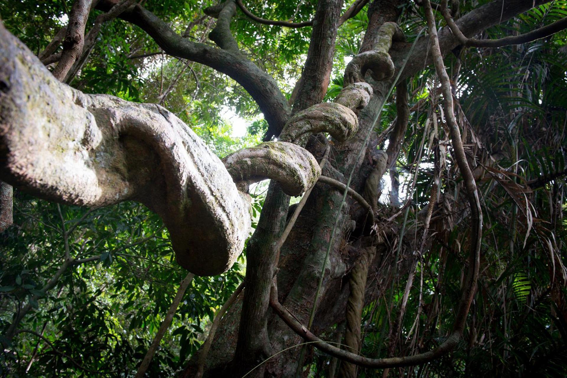 Chambers Wildlife Rainforest Lodges Lake Eacham Exterior foto