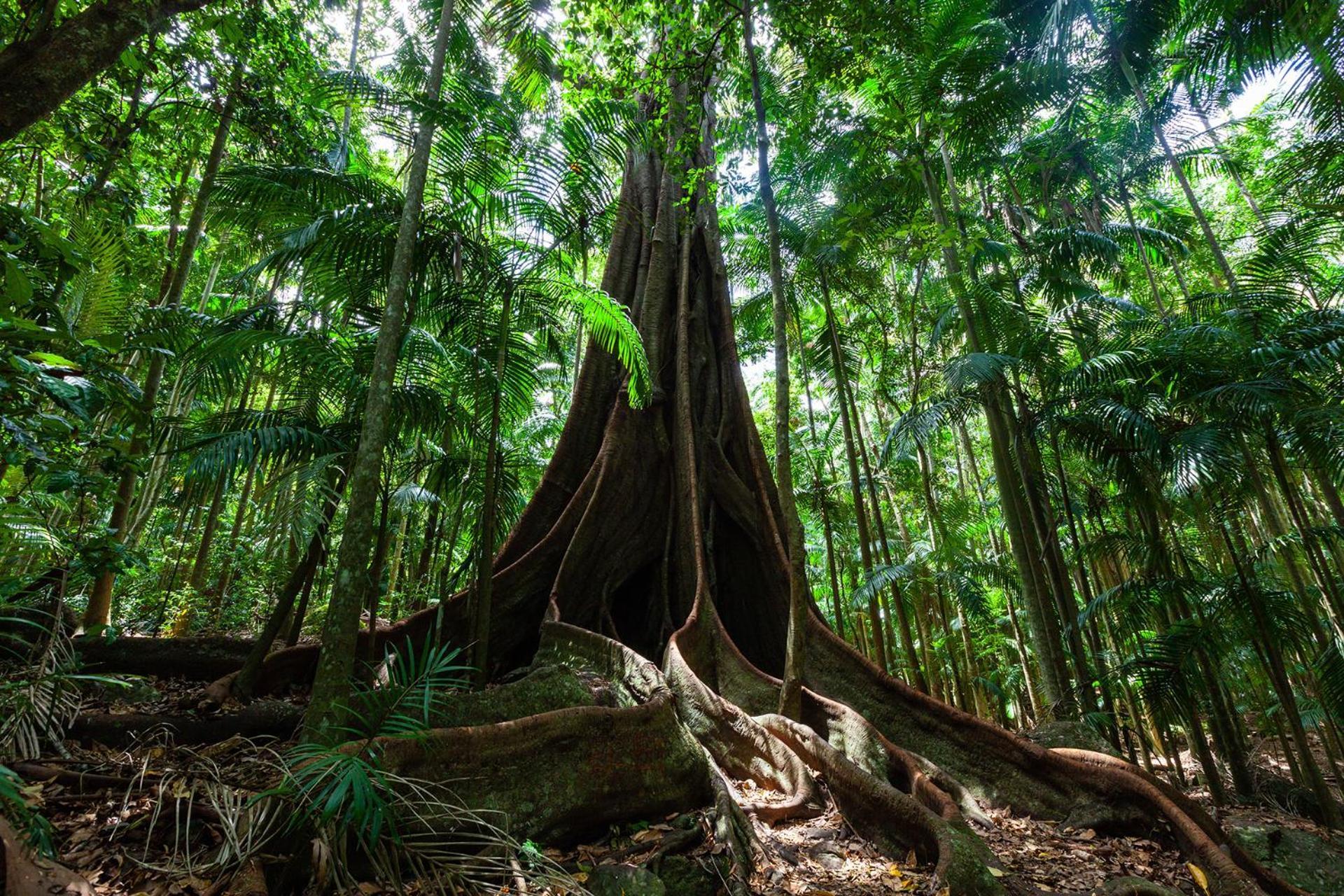 Chambers Wildlife Rainforest Lodges Lake Eacham Exterior foto