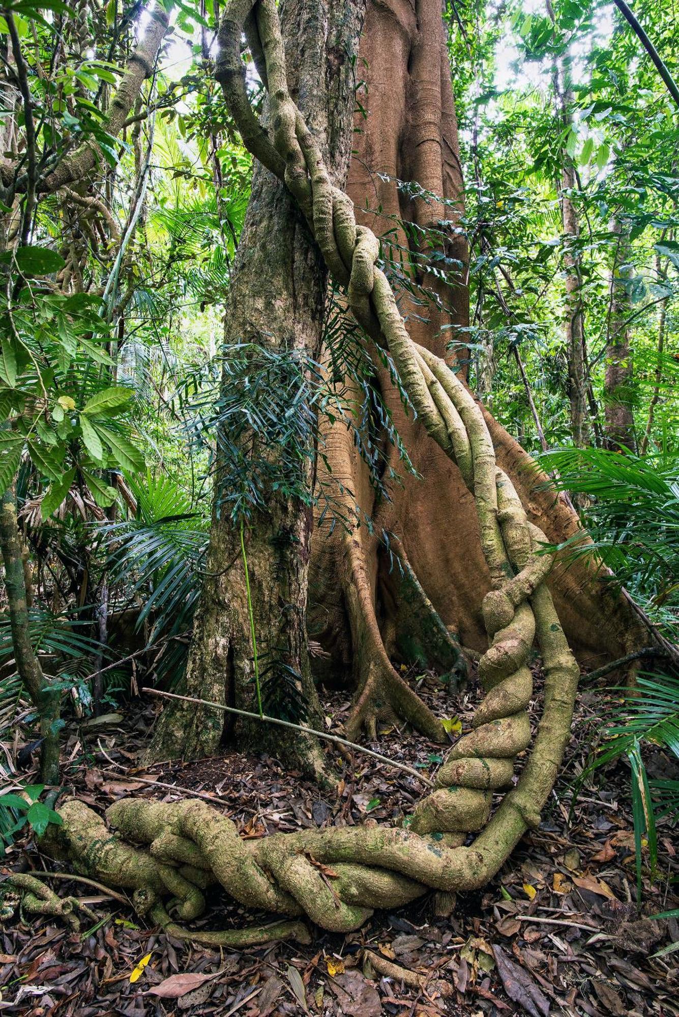 Chambers Wildlife Rainforest Lodges Lake Eacham Exterior foto