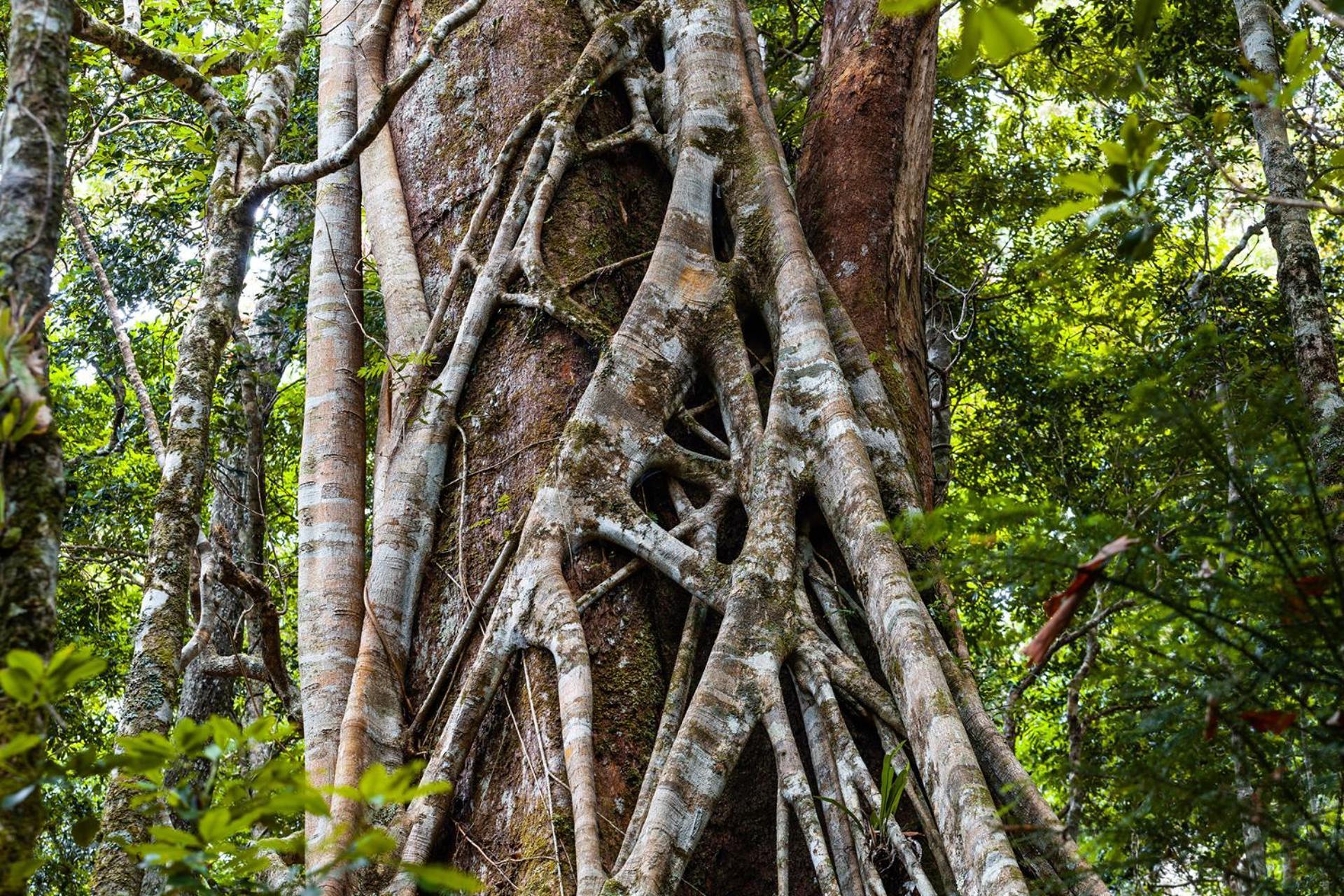 Chambers Wildlife Rainforest Lodges Lake Eacham Exterior foto