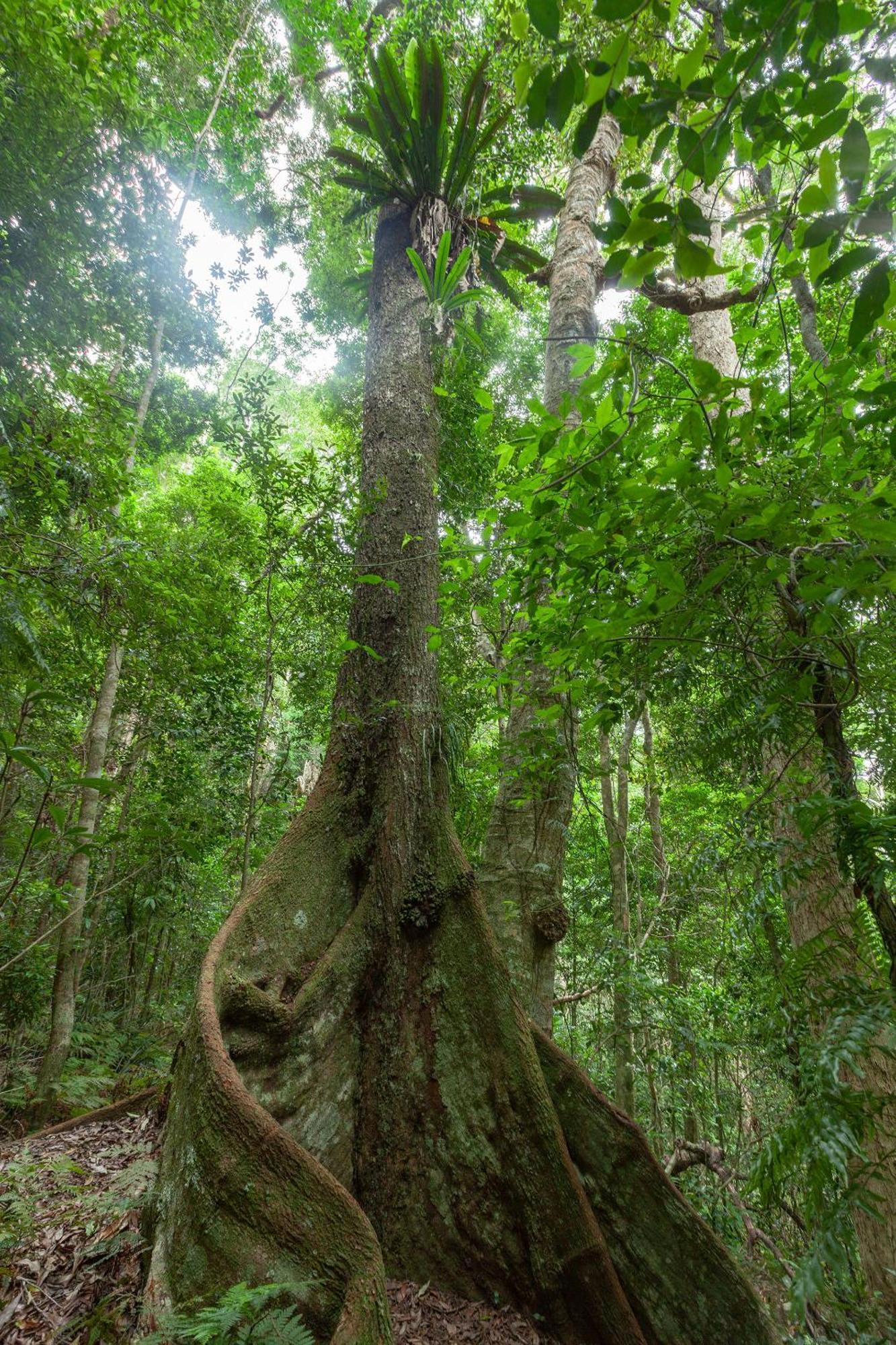 Chambers Wildlife Rainforest Lodges Lake Eacham Exterior foto